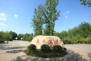 文安縣森林公園綠化養(yǎng)護(hù)項目